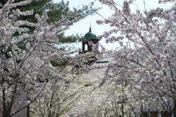 Image of campus belltower in spring.