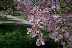 Photo of flowers blooming on campus